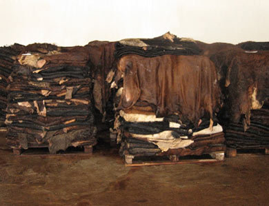 Dry &amp; Wet Salted Donkey, Horse, and Cow Hides – Raw Material for Leather Industry