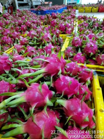 Fresh Dragon Fruit Pitaya with White Flesh High Quality Best 