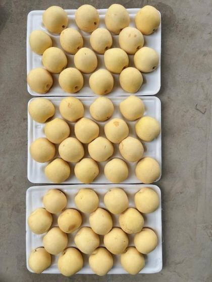 Fresh Pear- Southeast Asia Supplier