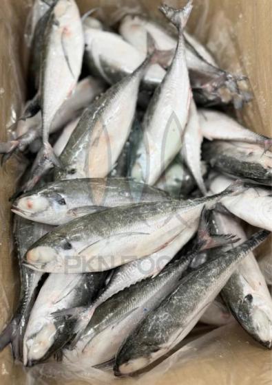 Frozen IQF Horse Mackerel From Vietnam Megalaspis Cordyla, Various Sizes- Southeast Asia Supplier