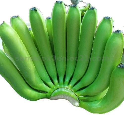 Green Bananas From Ecuador (Cavendish Banana) Eco Friendly