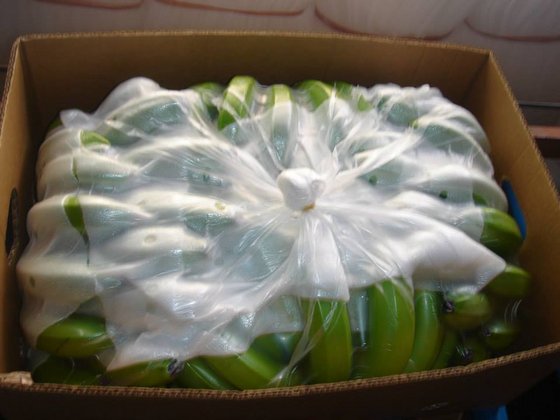 Green Cavendish Banana