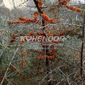 Sea Buckthorn Berries - Premium Quality, Direct From Wild Far