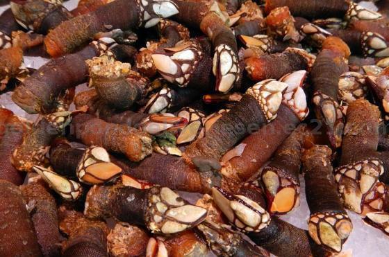 Very Fresh Percebes Gooseneck Barnacles